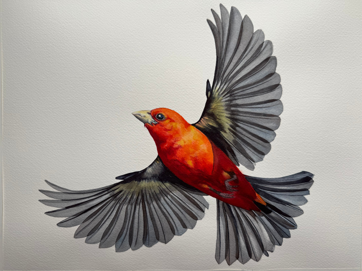 Red bird with gray wings in flight on a light gray background Scarlet Tanager in flight