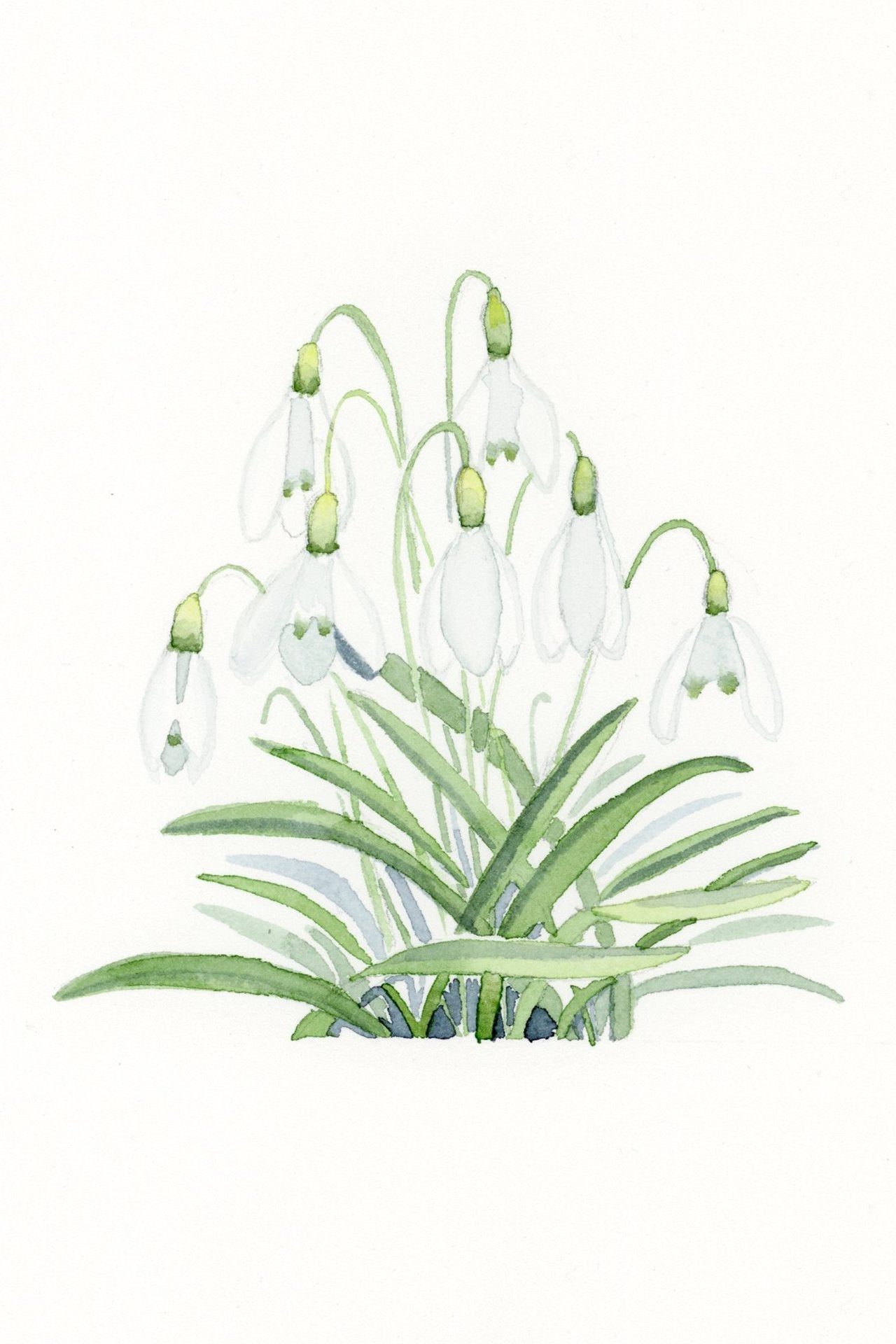 Sweet Snowdrops Fine Art Print