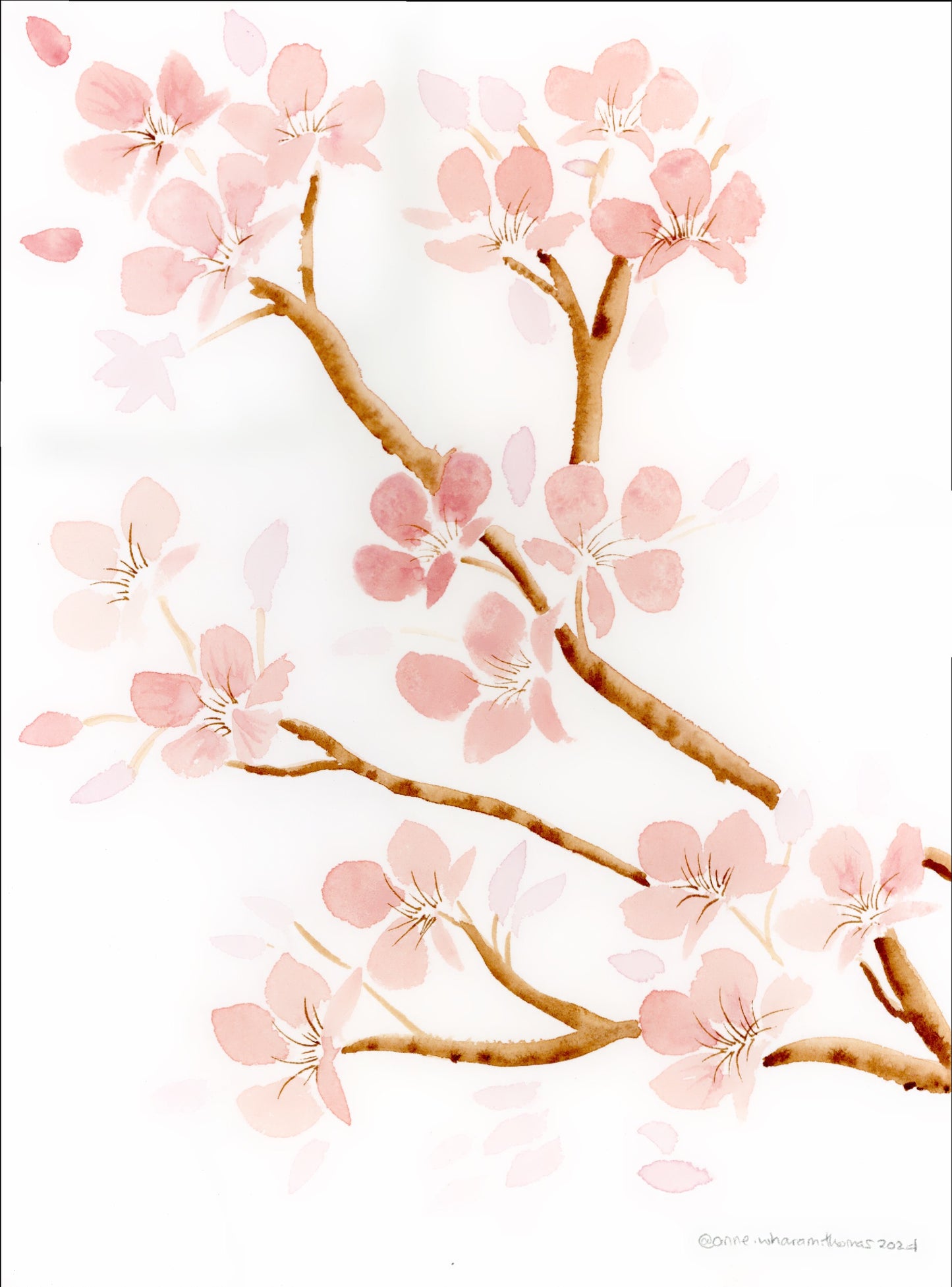 Cherry Blossom II