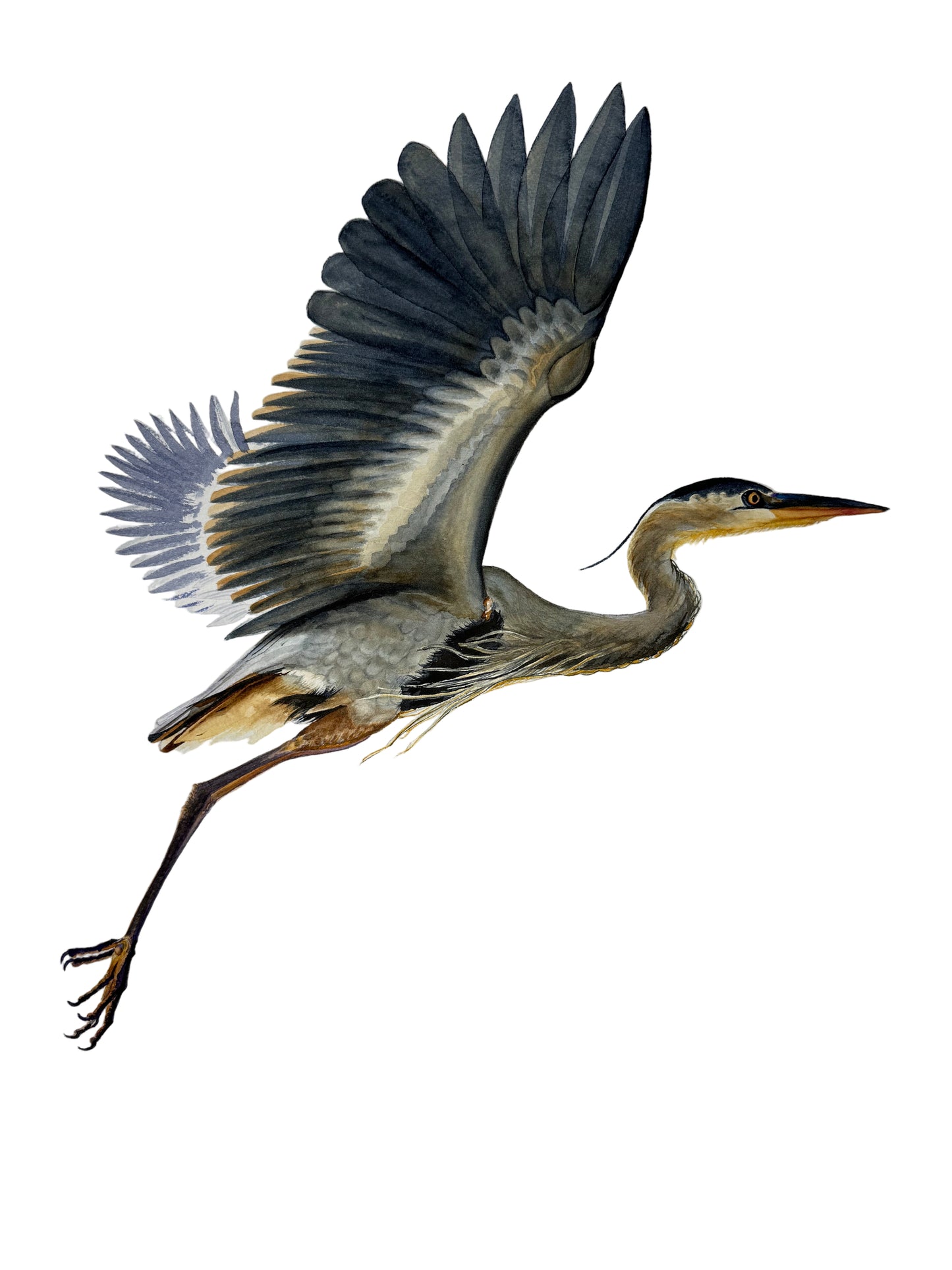 Great Blue Heron in Flight