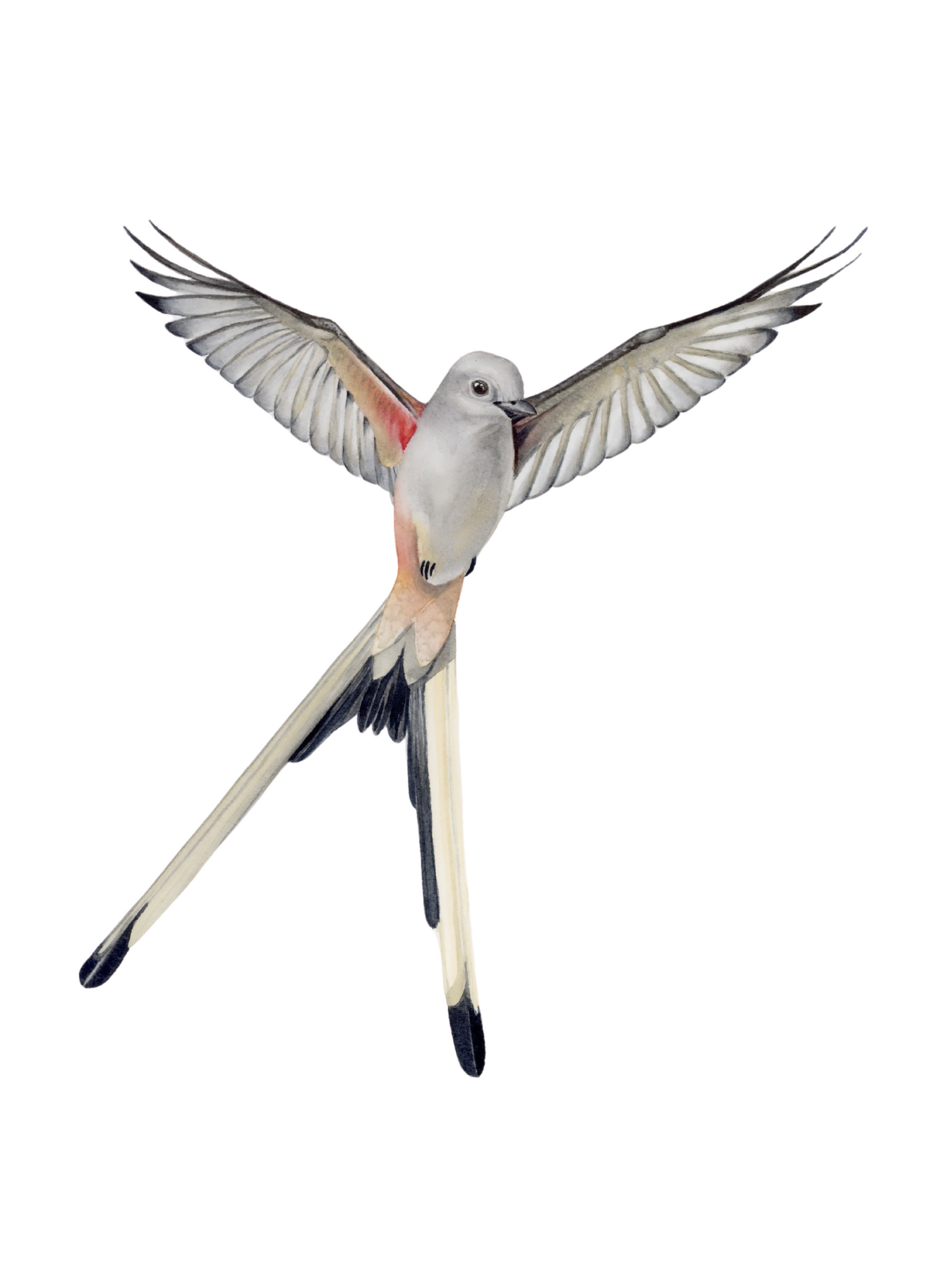 Scissortail Flycatcher watercolor art painting