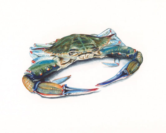 A realistic and colorful Maryland Blue Crab is angled toward the viewer with his crab claws closest to the viewer.