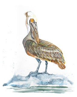 Salty American Brown Pelican Fine Art Print