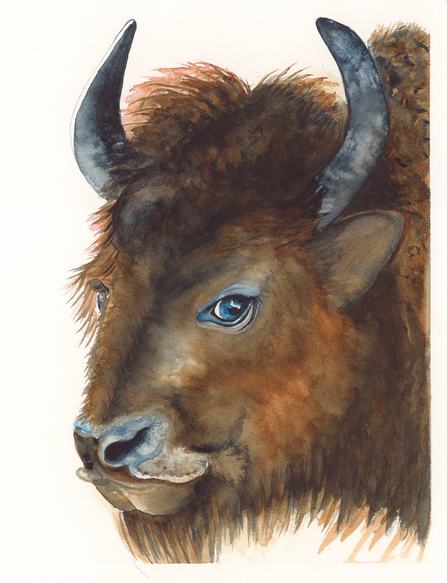 American Bison Fine Art Print