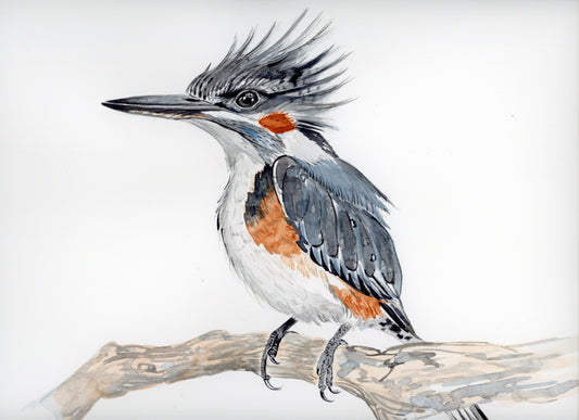 Belted Kingfisher Fine Art Print