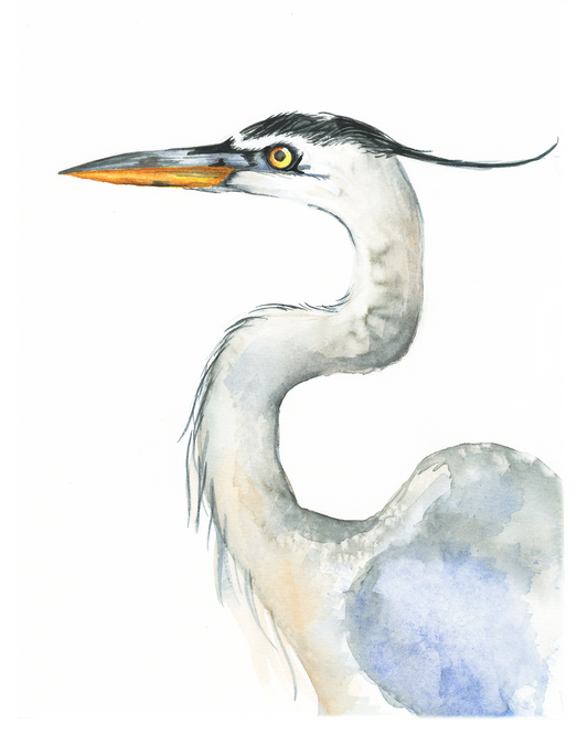 The head and neck of a Great Blue Heron is displayed in this watercolor painting art print.