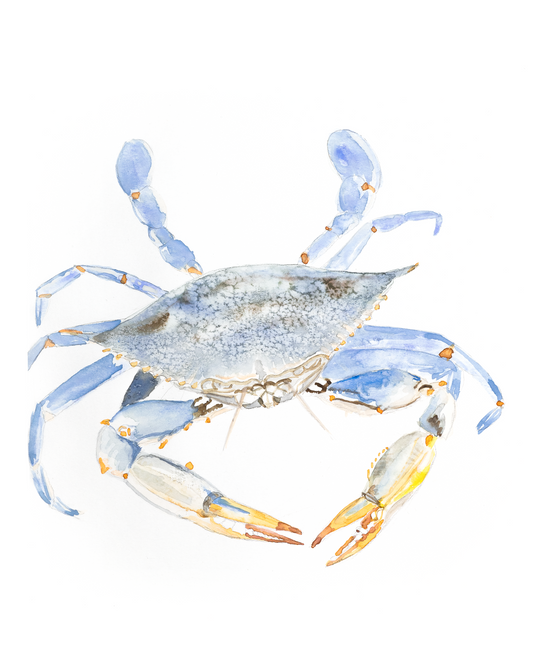 A beautiful Maryland Blue Crab is rendered in opaque watercolors of watery blues and sunset oranges at his claws.  This bestselling art print is an 8x10 on finest artist quality paper and best-in-class inks.  Hang on your wall for a coastal feel all year long.  